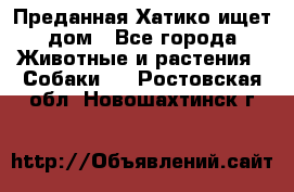 Преданная Хатико ищет дом - Все города Животные и растения » Собаки   . Ростовская обл.,Новошахтинск г.